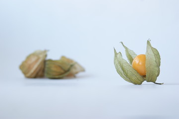 physalis