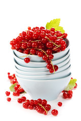 ripe red currant berries