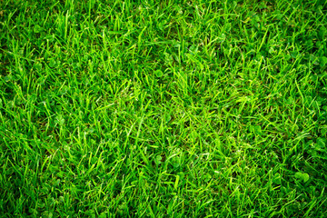 Green grass pattern