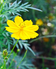 Yellow Cosmos flower