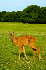 A fawn on a meadow