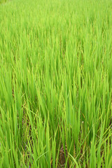 Cornfield