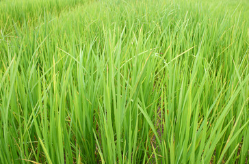 Obraz premium Cornfield