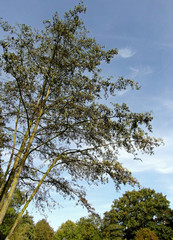 Obraz premium Birch Tree