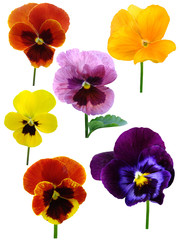 Pansies wood violets flowers it is isolated