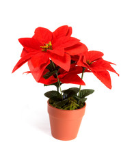 holiday flower