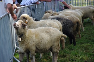 Ludzie oglądający owce