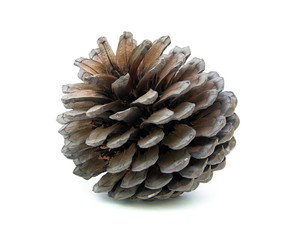 pine cone on white background © evgenyi