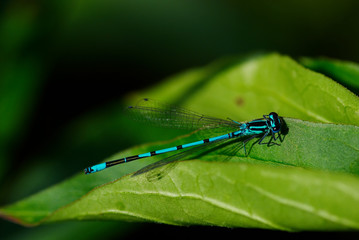flying adder