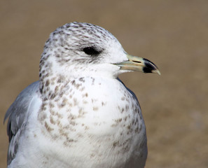 Ring Billed Seagull