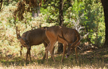 Naklejka na ściany i meble Pair of Black-tailed bucks in the shade