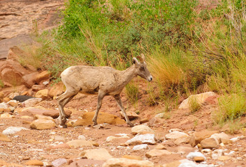 Rocky Mountain sheep in Cedar breaks National Park, utah