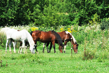 Obraz na płótnie Canvas Three Horses Grazing