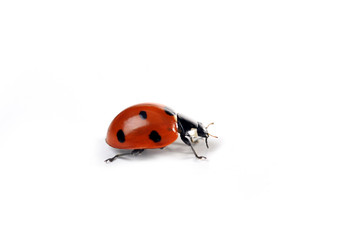 Ladybug