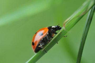 Naklejka premium Ladybug on grass