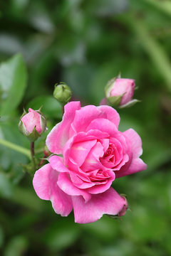 Pink flower of a rose in a garden.