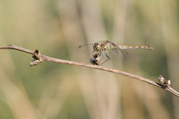 libellule d'été