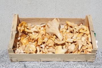 Plateau de girolles
