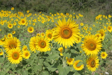 Fototapeta premium Tournesol
