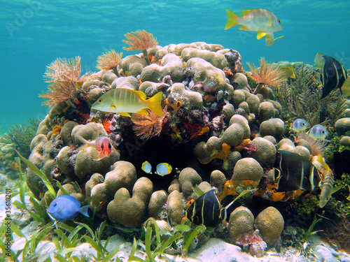 природа риф животные рыбы кораллы бесплатно