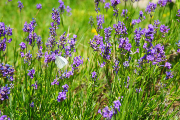 purple lavender and butterfly in garden