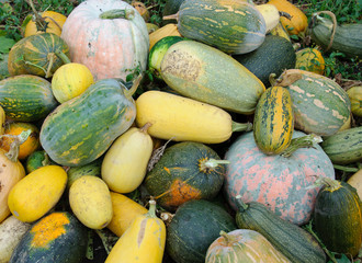 pumpkin pile