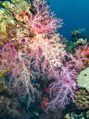 Fototapeta na wymiar Soft coral colony , Similan island Thailand