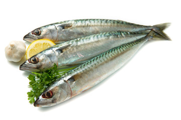sgombri freschi
