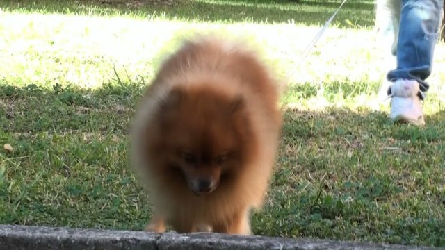 cagnolino al guinzaglio al parco