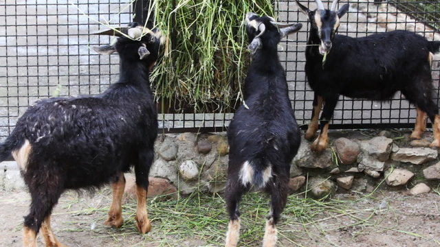 three goat with white stripes eat grass at farm