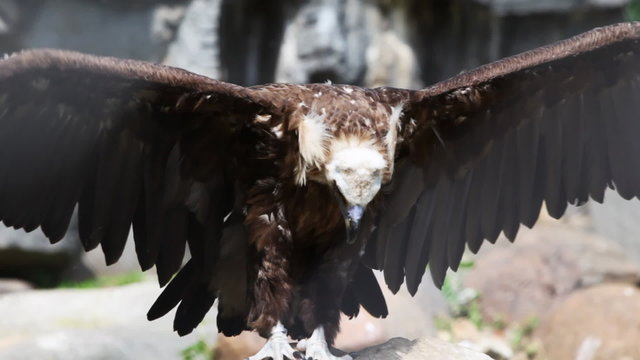 eagle in cage at zoo wave his wings and try to fly up