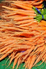 Fresh Picked Carrots