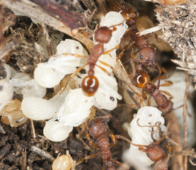 Red ants (Myrmicinae) rescue larva, extreme closeup