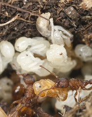 Red ants (Myrmicinae) rescue larva, extreme closeup