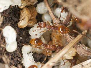 Red ants (Myrmicinae) rescue larva, extreme closeup