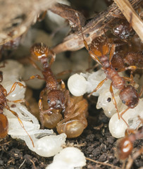 Red ants (Myrmicinae) rescue larva, extreme closeup