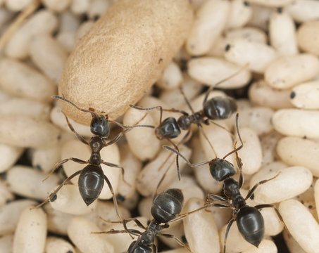 Black ants resue of eggs, macro photo
