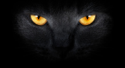 View from the darkness. muzzle a cat on a black background. - 35624223