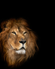 Fototapeta premium noble lion on a black background