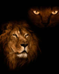 View from the darkness. Lion on a black background.