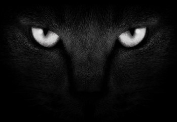 View from the darkness. muzzle a cat on a black background. - 35624245