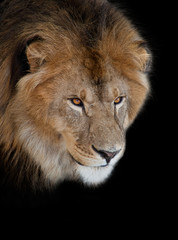 noble lion on a black background