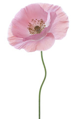 Fototapeta premium MAK