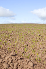 Fototapeta na wymiar Germination in wheat field.