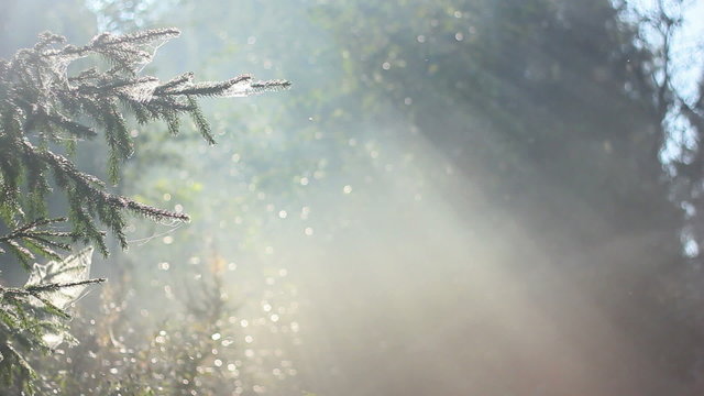 forest in fog