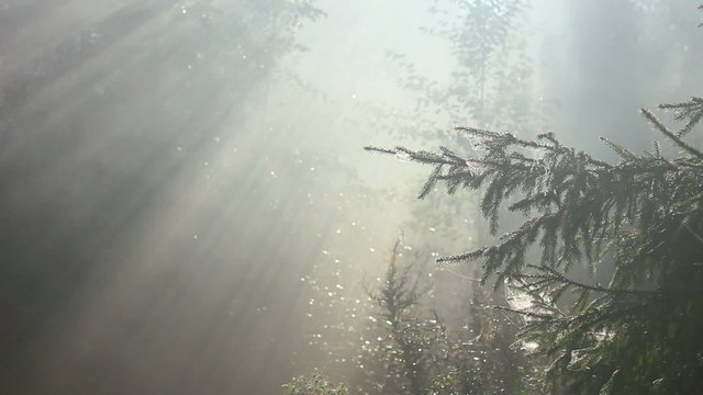 forest in fog