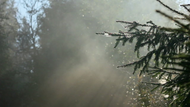 forest in fog