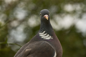 Ringeltaube (Columba palumbus)