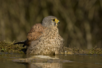 Turmfalke (Falco tinnunculus)