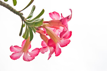 Desert Rose Flowers in Thai, Thailand
